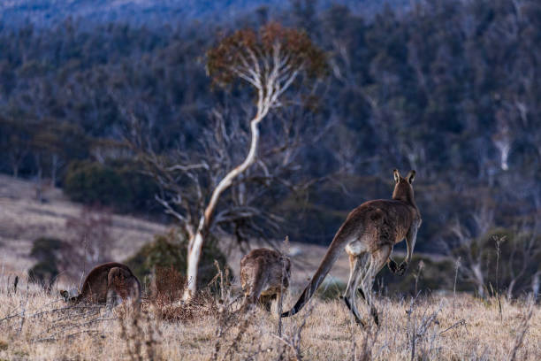 istock Kangaroo hopping in a valley at dusk 2177381643