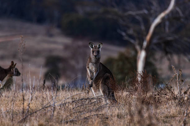 istock Kangaroo grazing in a valley with blue hour light at dusk 2177381683