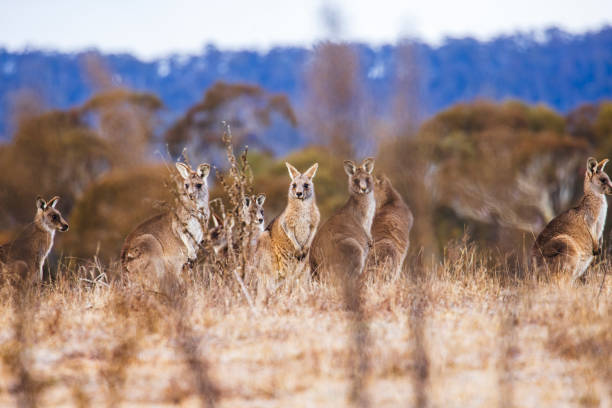 istock Kangaroo's grazing in a valley with soft morning light 2177382095