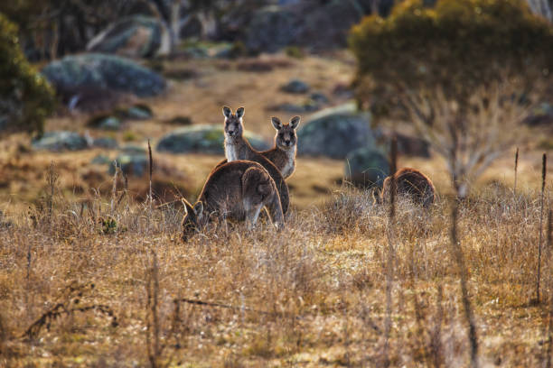 istock Kangaroo's grazing in a valley with soft morning light 2177382324
