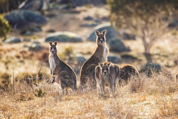 Kangaroo’s grazing in a valley with soft morning light