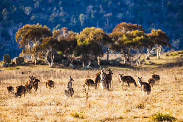 Kangaroo's grazing in a valley with soft morning light