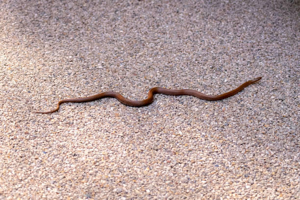 Japanese wood-snake