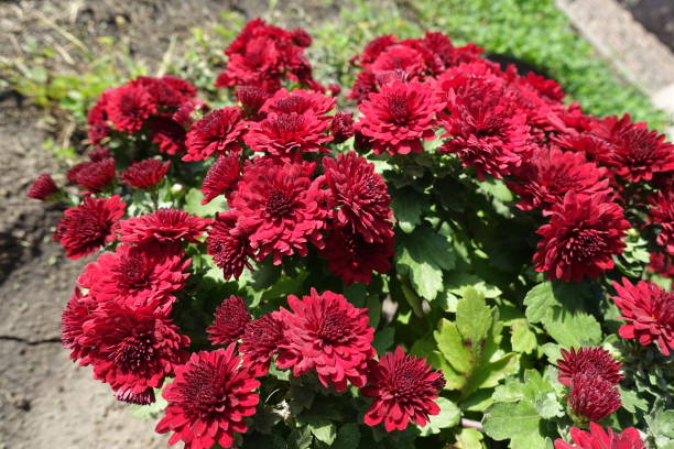 istock Multitudinous red flowers of Chrysanthemums in October 2177383103