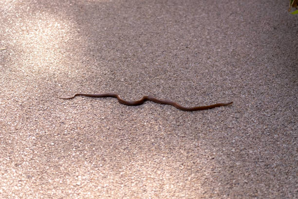 Japanese wood-snake