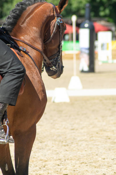 istock a thoroughbred horse in equestrian competition 2177384056