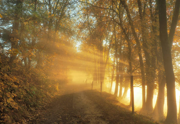 A quiet gravel path winds through a dense forest as soft morning light filters through the trees, creating a peaceful atmosphere. A dark unrecognizable person is walking on a gravel road.