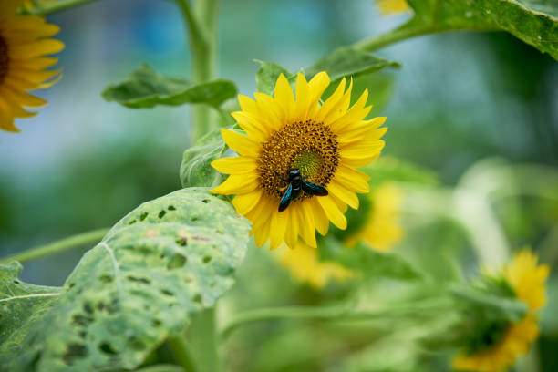 istock Bee collect pollen on a full bloom sunflower in a sunflower field 2177386873