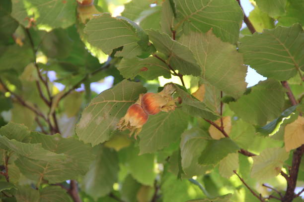 Close-up of hazelnuts on a branch surrounded by green leaves. Nature and agriculture concept.