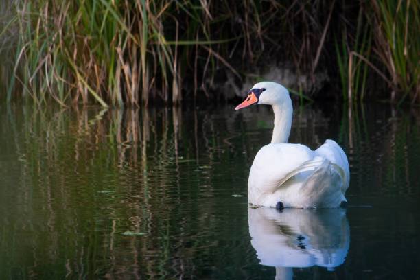 istock Swan swimming in a small river at dawn 2177389567