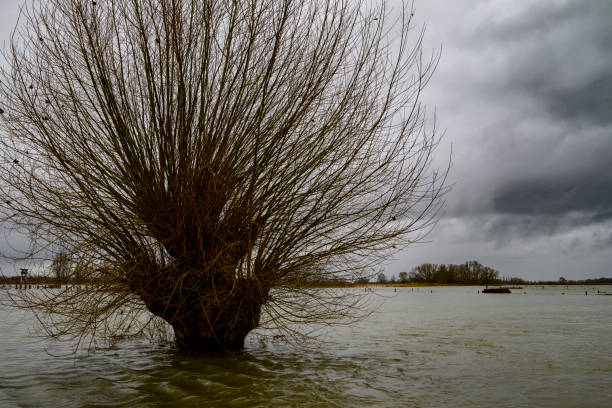 Willow tree in the overflowing floodplains of the river IJssel with high water level after heavy rainfall.