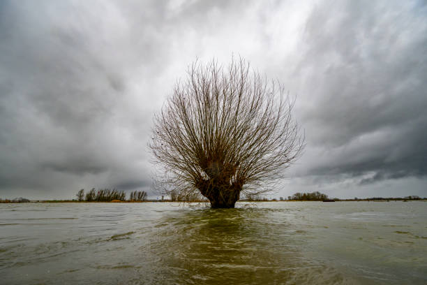 Willow tree in the overflowing floodplains of the river IJssel with high water level after heavy rainfall.