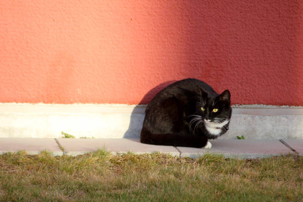 Close up stray cat in street of Istanbul, Turkey