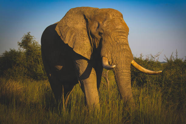 A truly authentic bush camp and eco lodge situated in the heart of the malaria-free Madikwe Game Reserve, one of South Africa’s top wildlife and game-viewing destinations.