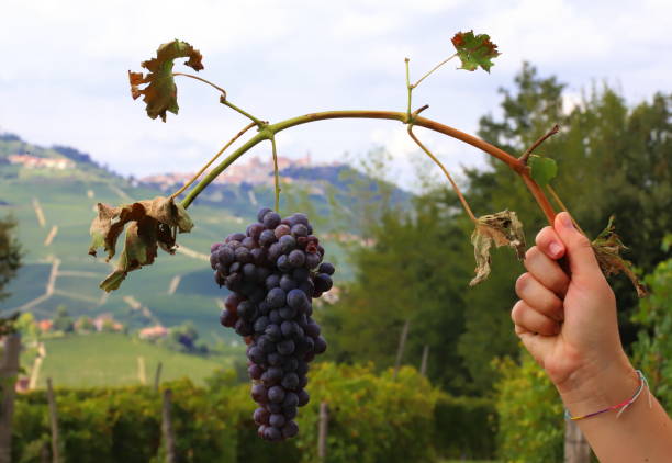 istock langhe, vineyards and bunches of grapes 2177396031