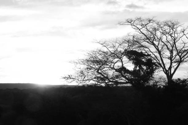Manyoni Game Reserve is a protected area in the north eastern part of Kwa Zulu Natal,  South Africa