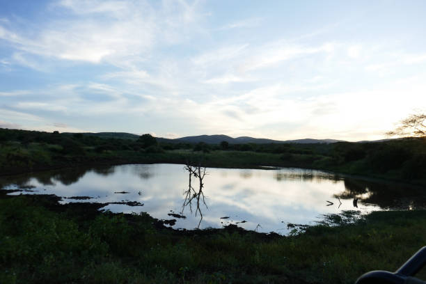 Manyoni Game Reserve is a protected area in the north eastern part of Kwa Zulu Natal,  South Africa