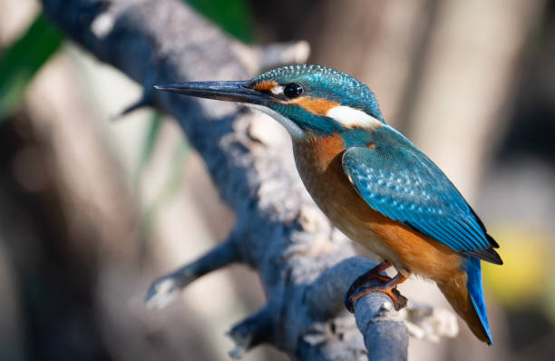 istock Common kingfisher, Alcedo atthis. A bird sits on a tree branch above a shallow river 2177396470