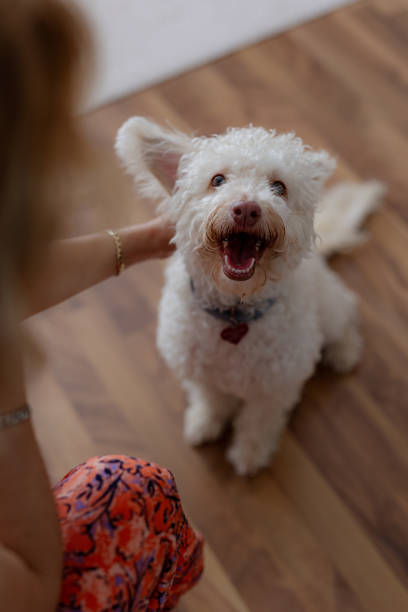 The obedient dog is waiting for the reward food with happiness and excitement by doing the commands