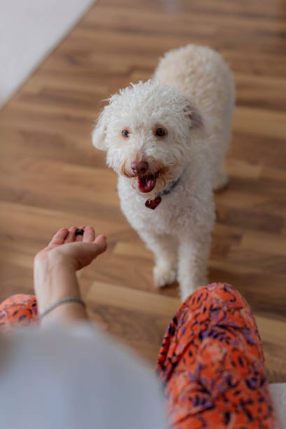 istock Obedient dog, waiting for reward food 2177396973