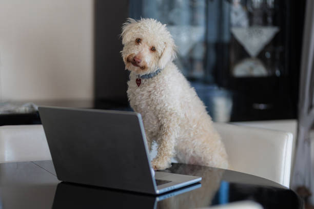 istock A dog sitting on a chair in the living room and using a computer 2177397384