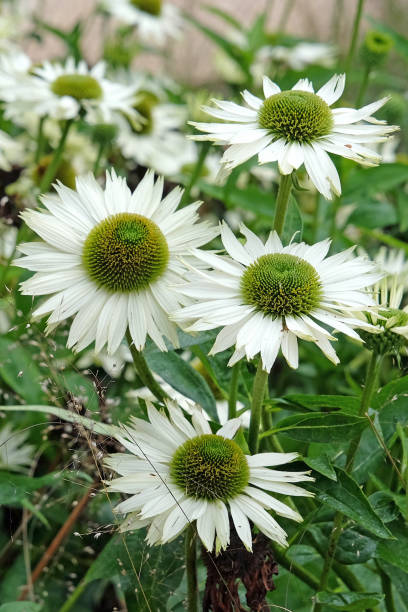istock White Echinacea purpurea, coneflower, Alba in flower. 2177397465