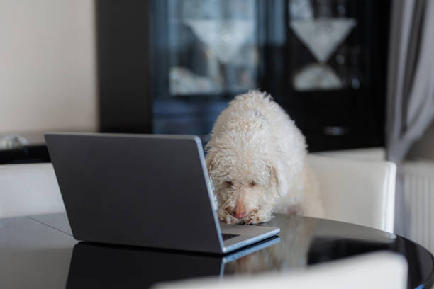A cute dog who uses a laptop and chats with paws on the keyboard. Life is fun with pets.