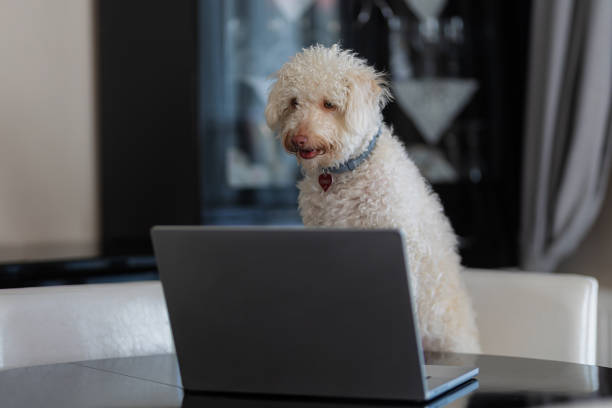 istock A dog sitting on a chair in the living room and using a computer 2177397563