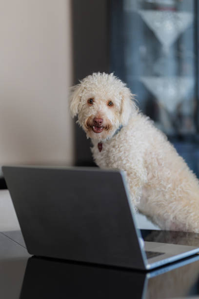 istock A dog sitting on a chair in the living room and using a computer 2177397628