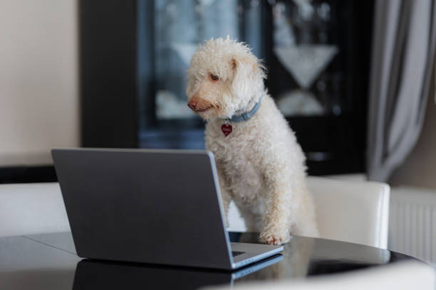 istock A dog sitting on a chair in the living room and using a computer 2177397865