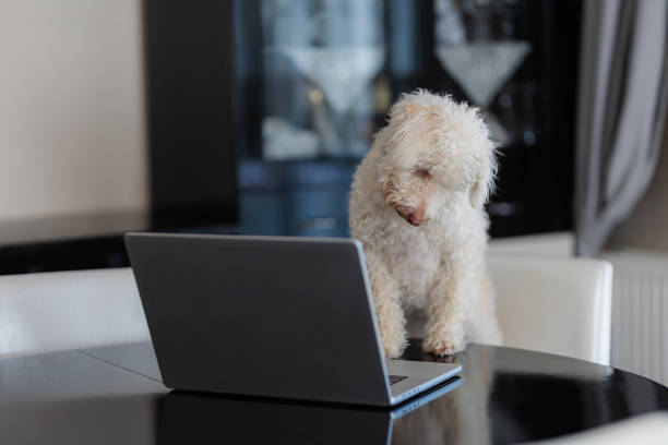 istock A dog sitting on a chair in the living room and using a computer 2177397905