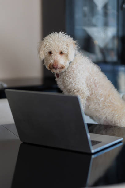 istock A dog sitting on a chair in the living room and using a computer 2177397930