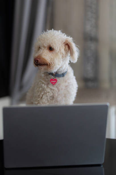 istock A dog sitting on a chair in the living room and using a computer 2177398016