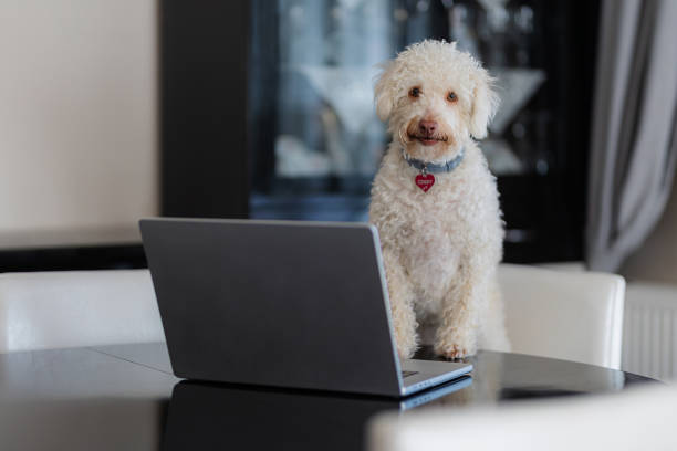 istock A dog sitting on a chair in the living room and using a computer 2177398072