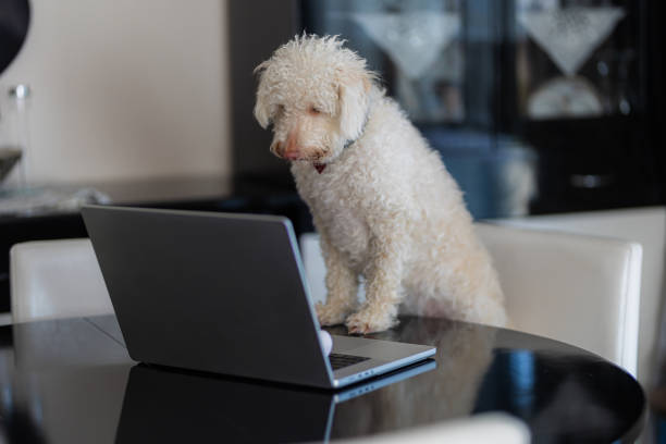 istock A dog sitting on a chair in the living room and using a computer 2177398171