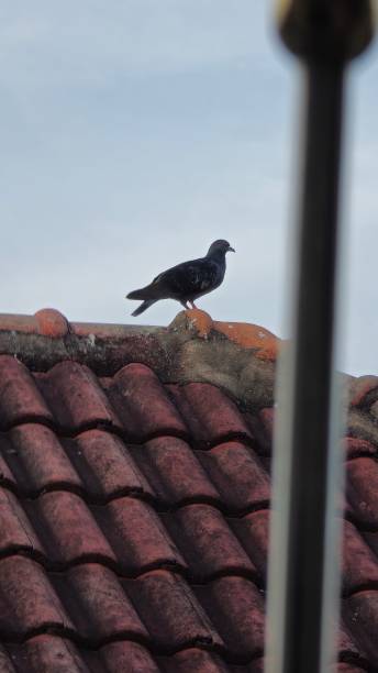 istock Pigeons on the old roof 2177399122