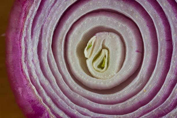 A cross section of a red onion bulb showing its concentric rings.