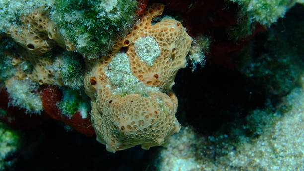 istock Crater sponge or honeycomb sponge (Hemimycale columella) undersea, Aegean Sea 2177404393