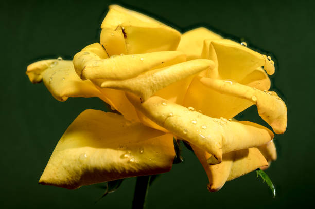 Beautiful blooming yellow tea rose on a green background. Flower head close-up