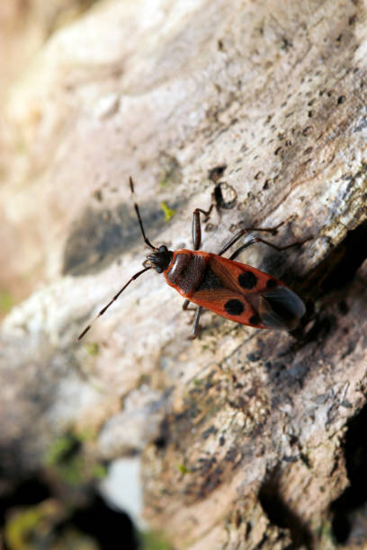 istock Adult Physopelta parviceps (Himehoshikamemushi) stink bug with black markings on a red background (Wildlife closeup macro photograph) 2177408662