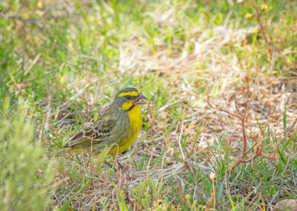 Yellow-fronted Canary (Crithagra mozambica barbata) adult perched on twig\