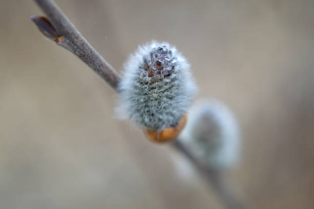 Closeup of a willow bud
