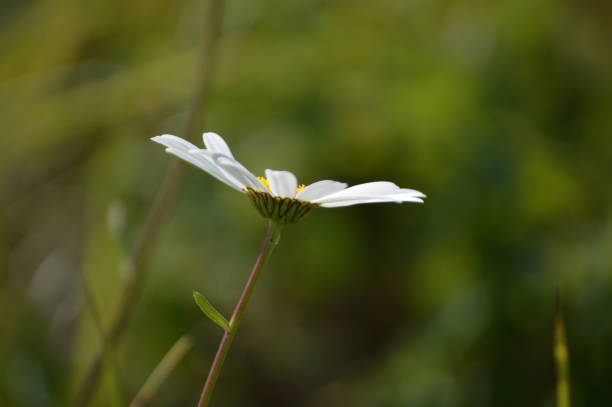 Closeup of a chamomile flower