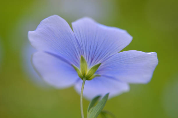 Closeup of a blue flax flower