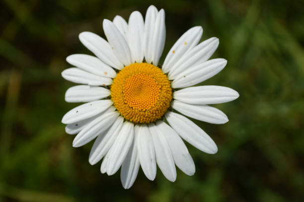 Closeup of a chamomile flower