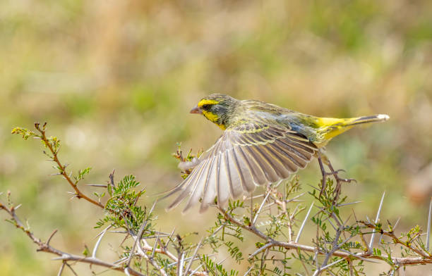 Yellow-fronted canary (Crithagra mozambica) in a South African Game Reserve.