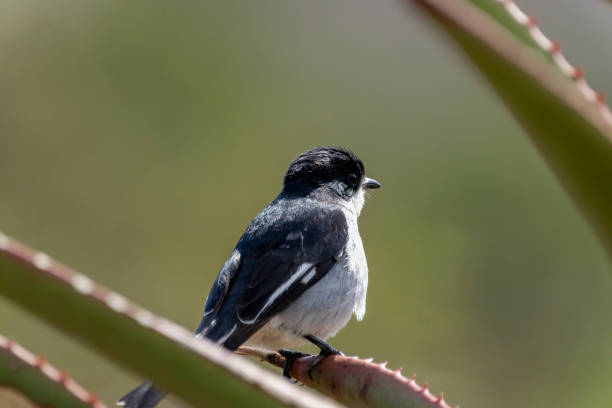 Fiscal flycatcher (Sigelus silens) in a South African Game Reserve.