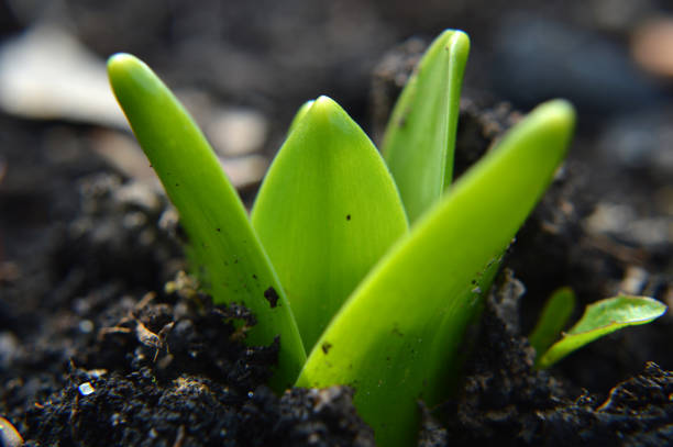 Closeup of a small hyacinth sprout