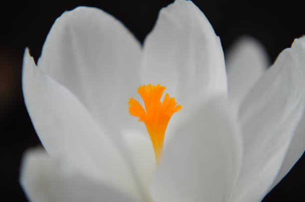 Closeup of a white crocus flower