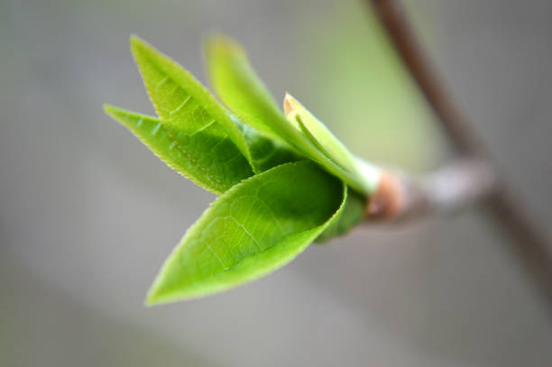 Closeup of a green bud growing